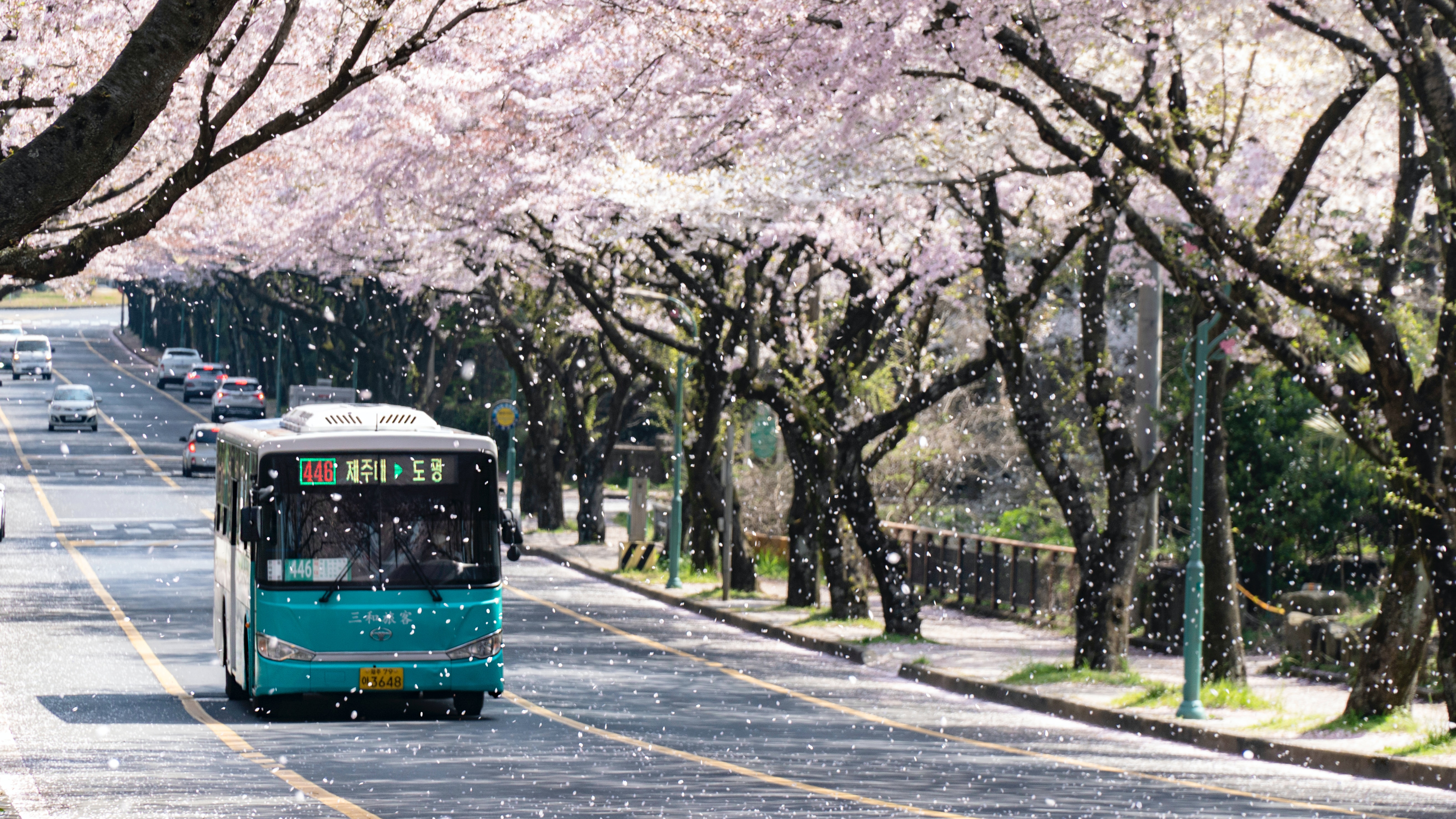 桜の中走るバスの画像